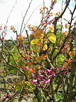 Arbre de Judee, Cercis siliquastrum (fam Caesalpiniacees) (Europe meridionale) (Photo F. Mrugala) (2)